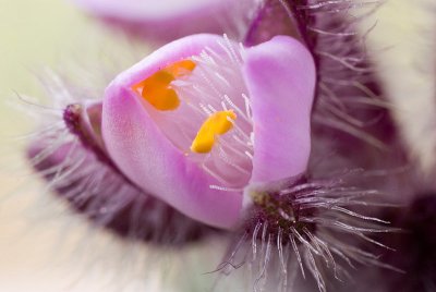 3-Petal Flower Bud