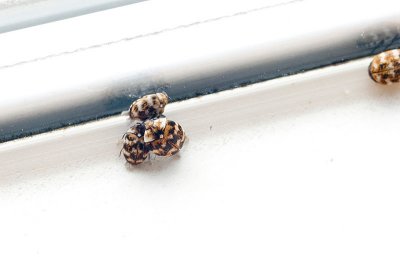 Tiny Beetles