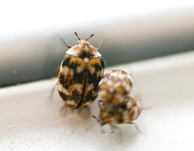 Tiny Beetles