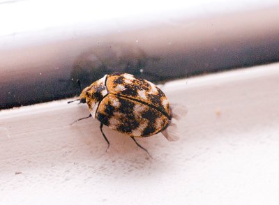 Tiny Beetle