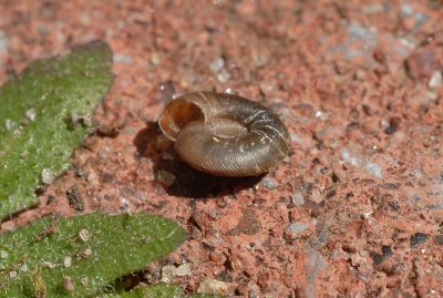 Unidentified Shell