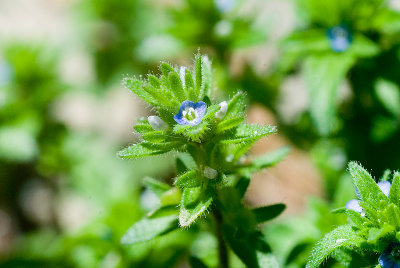 Tiny Blue Flower