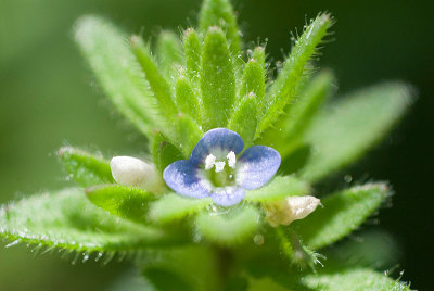 Tiny Blue Flower