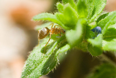 Tiny Blue Flower and Ant