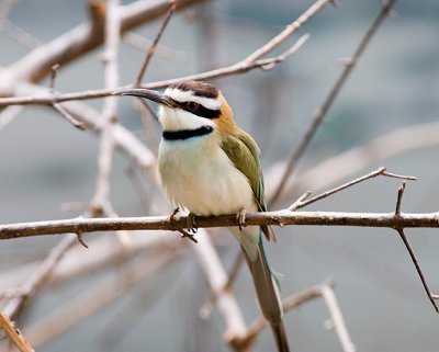 White-Throated Bee Eater
