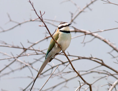 White-Throated Bee Eater