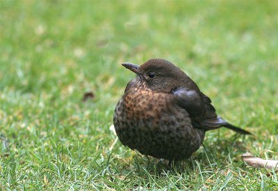 Merel / Blackbird / Turdus merula