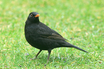 Merel / Blackbird / Turdus merula