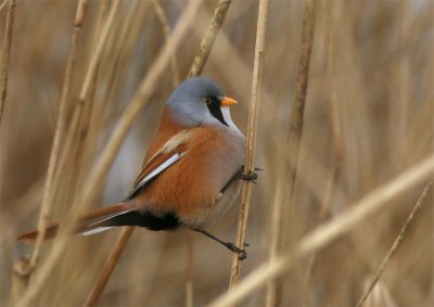 Baardman / Bearded tit / Panurus biarmicus