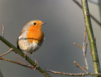 Roodborst / Robin / Erithacus Rubecula