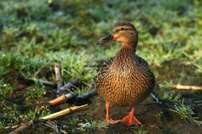 Wilde eend / Mallard/ Anas plathyrynchos