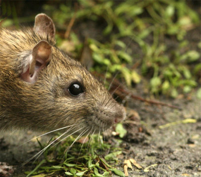 Bruine rat/ Brown rat / Rattus norvegicus
