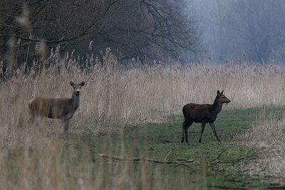 Edelhert / Red deer / Cervus elaphus
