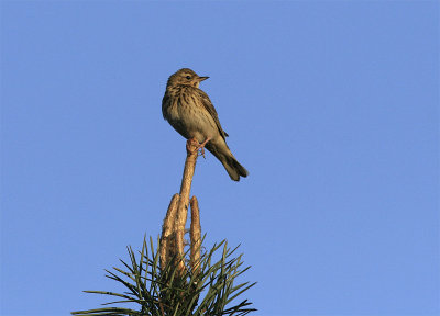 Boompieper / Tree pipit/ Anthus trivialis