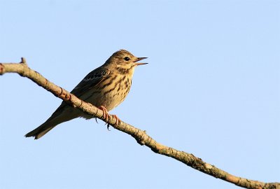 Boompieper / Tree pipit/ Anthus trivialis