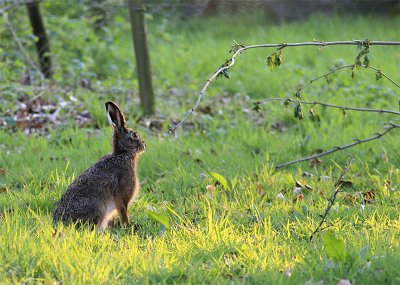 Haas / European hare / Lepus europaeus