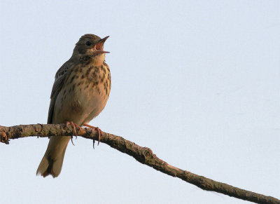 Boompieper / Tree pipit/ Anthus trivialis