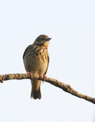 Boompieper / Tree pipit/ Anthus trivialis