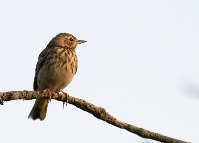Boompieper / Tree pipit/ Anthus trivialis