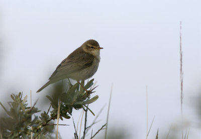 Fitis / Willow Warbler/ Phylloscopus trochilus