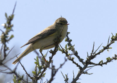 Fitis / Willow Warbler/ Phylloscopus trochilus