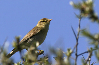 Fitis / Willow Warbler/ Phylloscopus trochilus