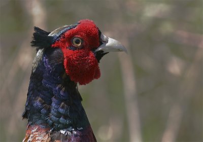 Fazant  / Pheasant / Phasianus colchicus