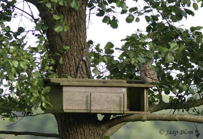 Steenuil / Little Owl / Athene noctua