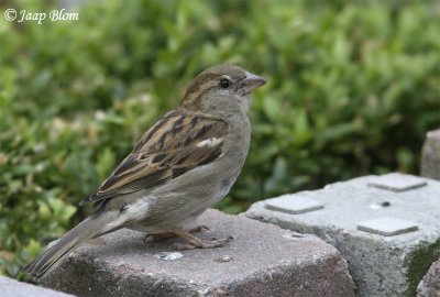 Huismus / Sparrow / Passer domesticus