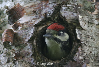 Grote Bonte Specht / Great Spotted  Woodpecker  / Dendrocopus major