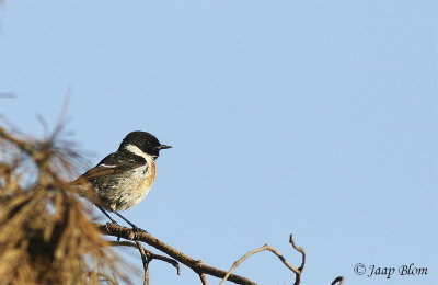 Roodborsttapuit / Stonechat / Saxicola torquata