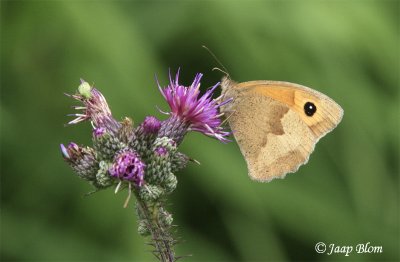 Bruin Zandoogje / Meadow brown / Maniola jurtina