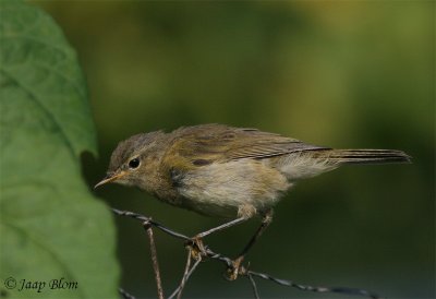 Tjiftjaf /Chiffchaff / Phylloscopus collybita