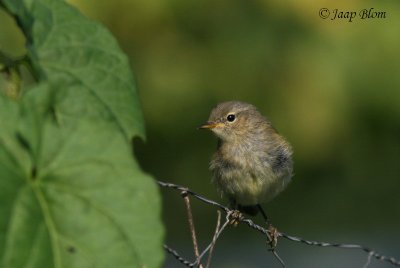 Tjiftjaf /Chiffchaff / Phylloscopus collybita
