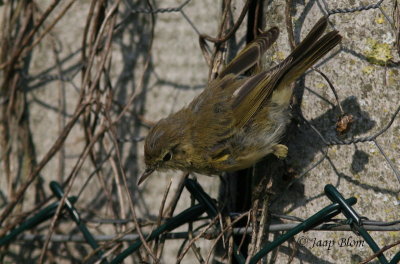 Tjiftjaf /Chiffchaff / Phylloscopus collybita