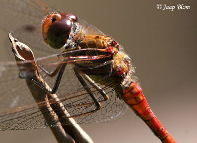 Bruinrode Heidelibel / Common Darter  / Sympetrum striolatum