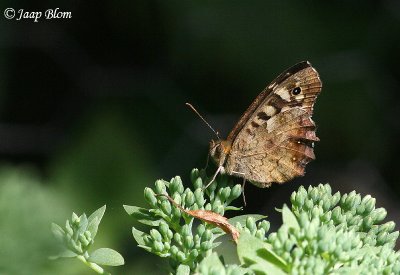 Bont Zandoogje / Speckled Wood / Pararge aegeria