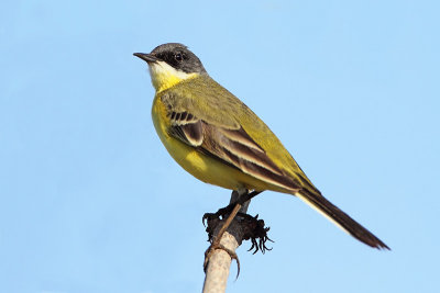 Yellow wagtail Motacilla flava rumena pastirica_MG_4797-11.jpg