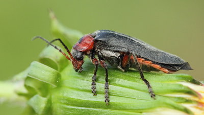 Soldier beetle  Cantharis fusca rjava sneenka_MG_5199-111.jpg
