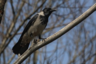 Hooded crow Corvus cornix siva vrana_MG_9396-1.jpg
