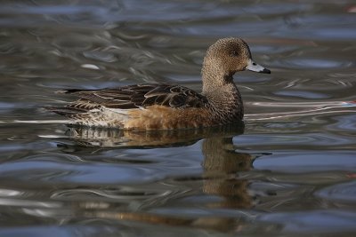 Wigeon Anas penelope vigavka_MG_599-1.jpg