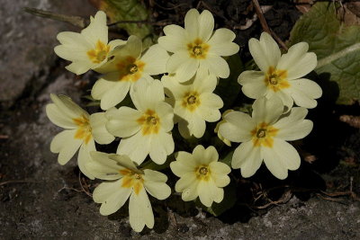 Primrose Primula vulgaris trobentica_MG_7441.jpg