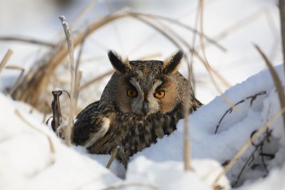 Long-eared owl Asio otus mala uharica_MG_5570.jpg