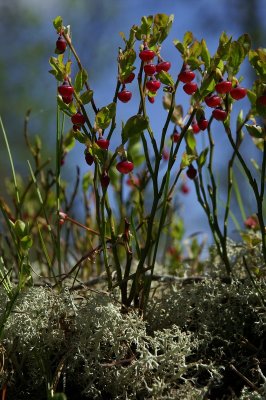 Bilberry Vaccinium myrtillus borovnica-PICT0057-1.jpg
