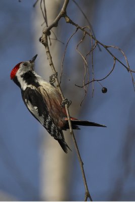 Middle spotted woodpecker Dendrocopus medius srednji detel_MG_8652-1.jpg
