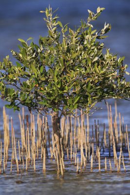 Grey mangrove  Avicennia marina mangrova_MG_4831-1.jpg