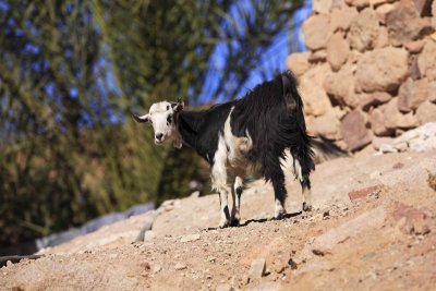 Goat Capra domestica koza_MG_4064-1.jpg