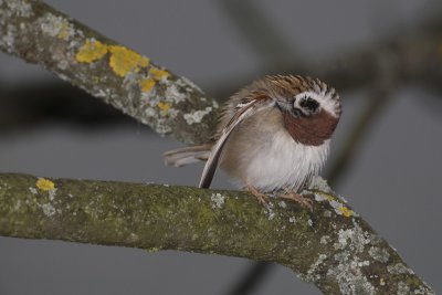 Tree sparrow Passer montanus poljski vrabec_MG_8915-1.jpg