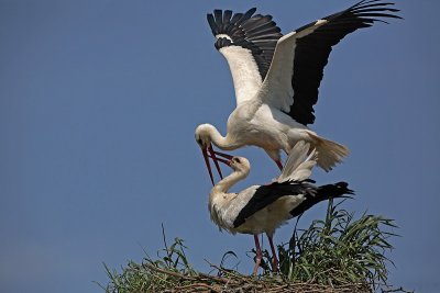 White stork Ciconia ciconia bela torklja_MG_1671-1.jpg