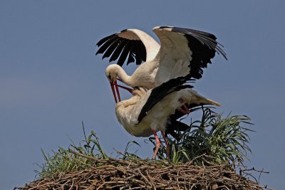 White stork Ciconia ciconia bela torklja_MG_1672-1.jpg